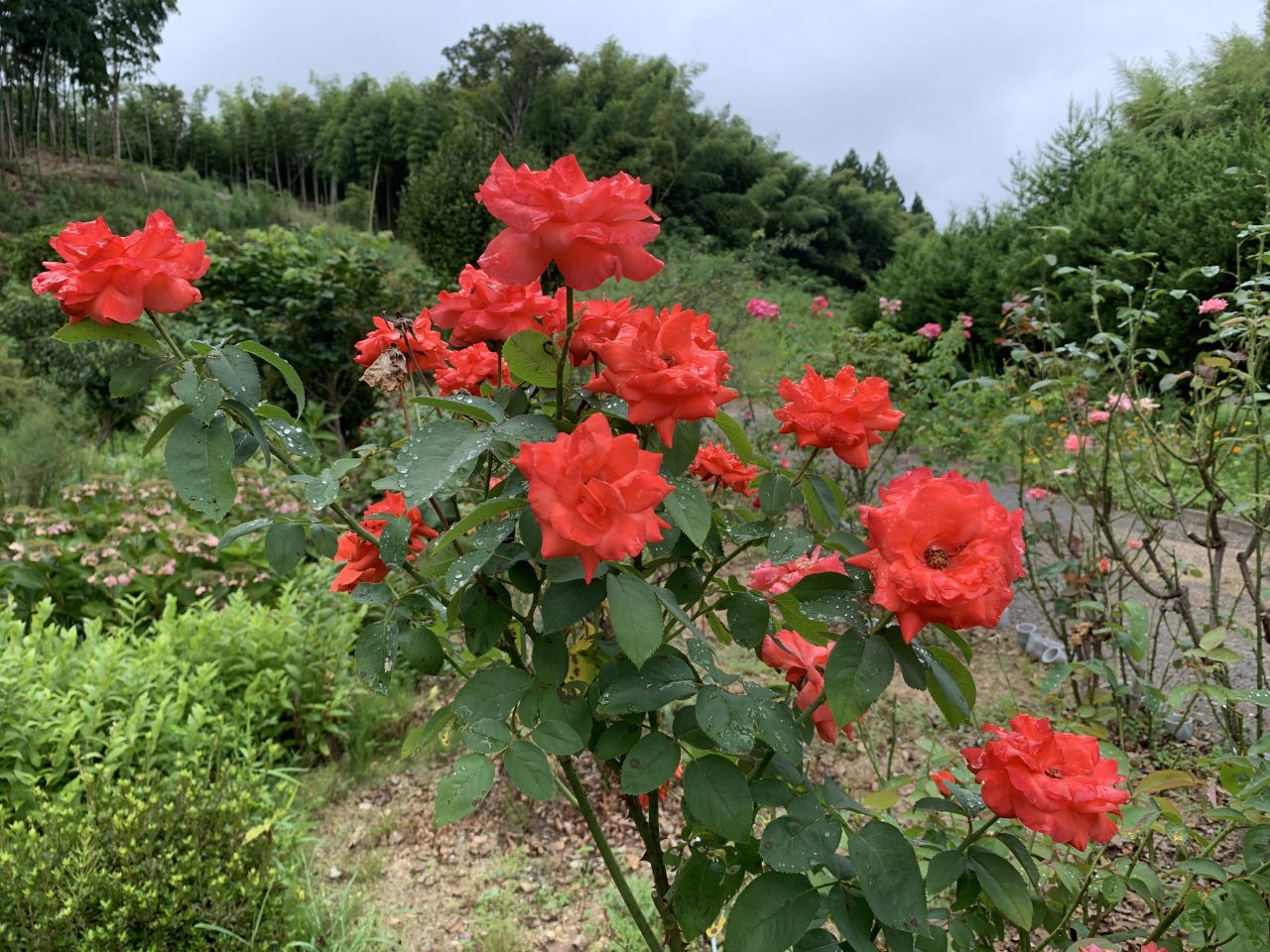 ２回咲く花 制野農園